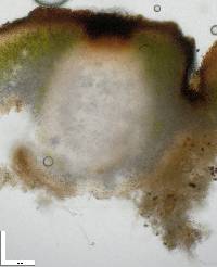 Placidium californicum image