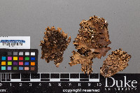 Peltigera ponojensis image