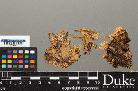 Peltigera laciniata image