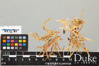 Ramalina celastri image