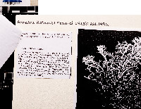 Cladonia argentea image