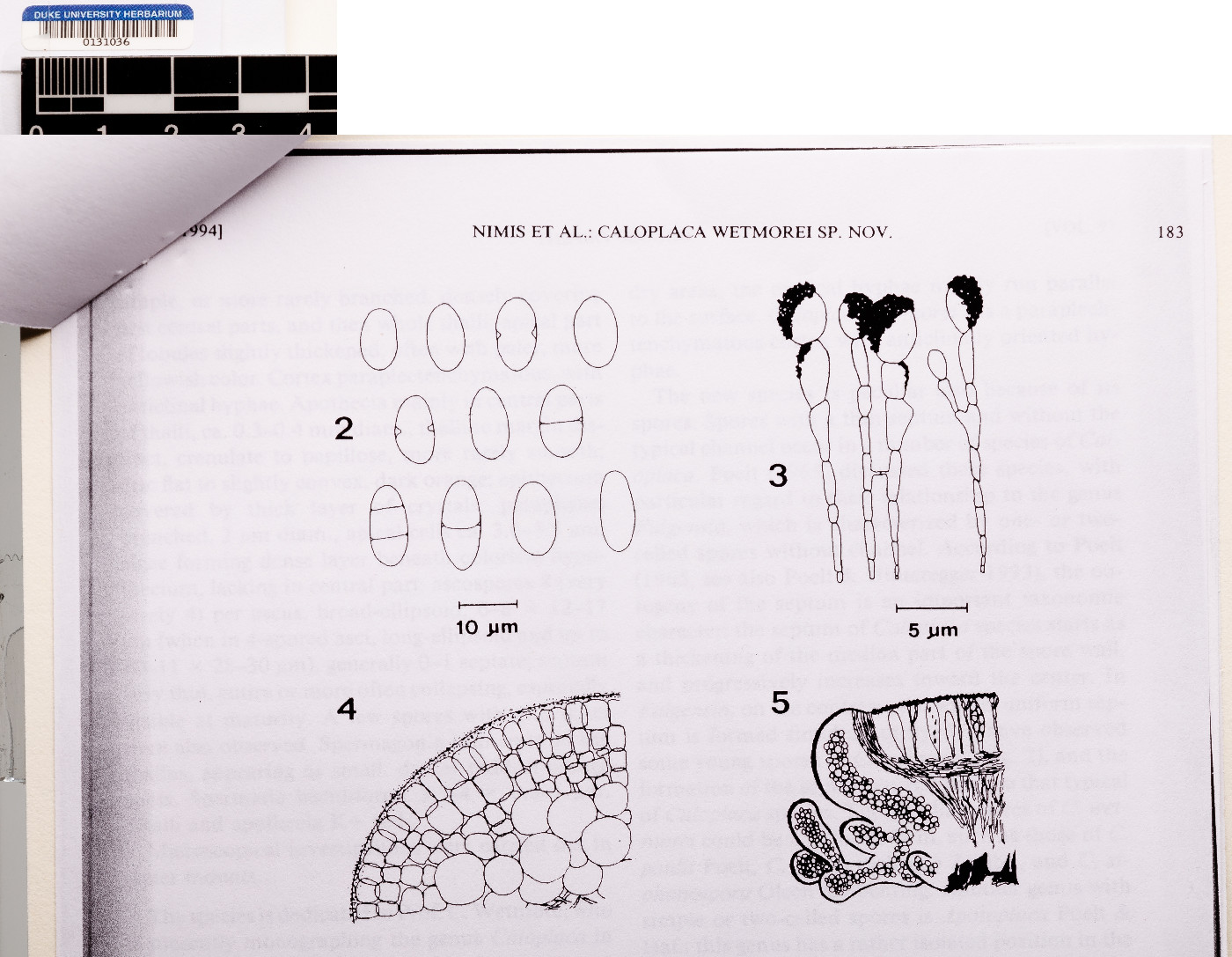 Tassiloa wetmorei image