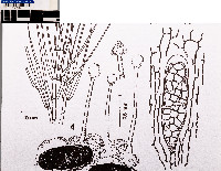 Gyalideopsis mexicana image