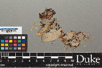 Peltigera horizontalis image