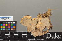 Peltigera horizontalis image