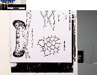 Lecanora prominens image