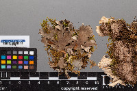 Peltigera praetextata image