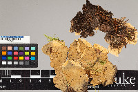 Peltigera aphthosa image