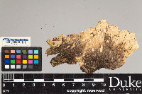 Peltigera aphthosa image