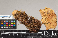 Peltigera aphthosa image