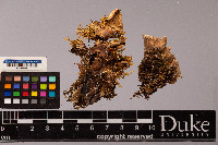 Peltigera aphthosa image