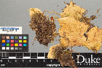 Peltigera aphthosa image