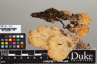 Peltigera scabrosa image