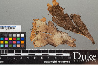 Peltigera neopolydactyla image