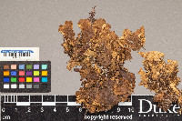 Peltigera canina image