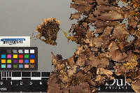 Peltigera horizontalis image