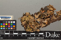 Peltigera horizontalis image