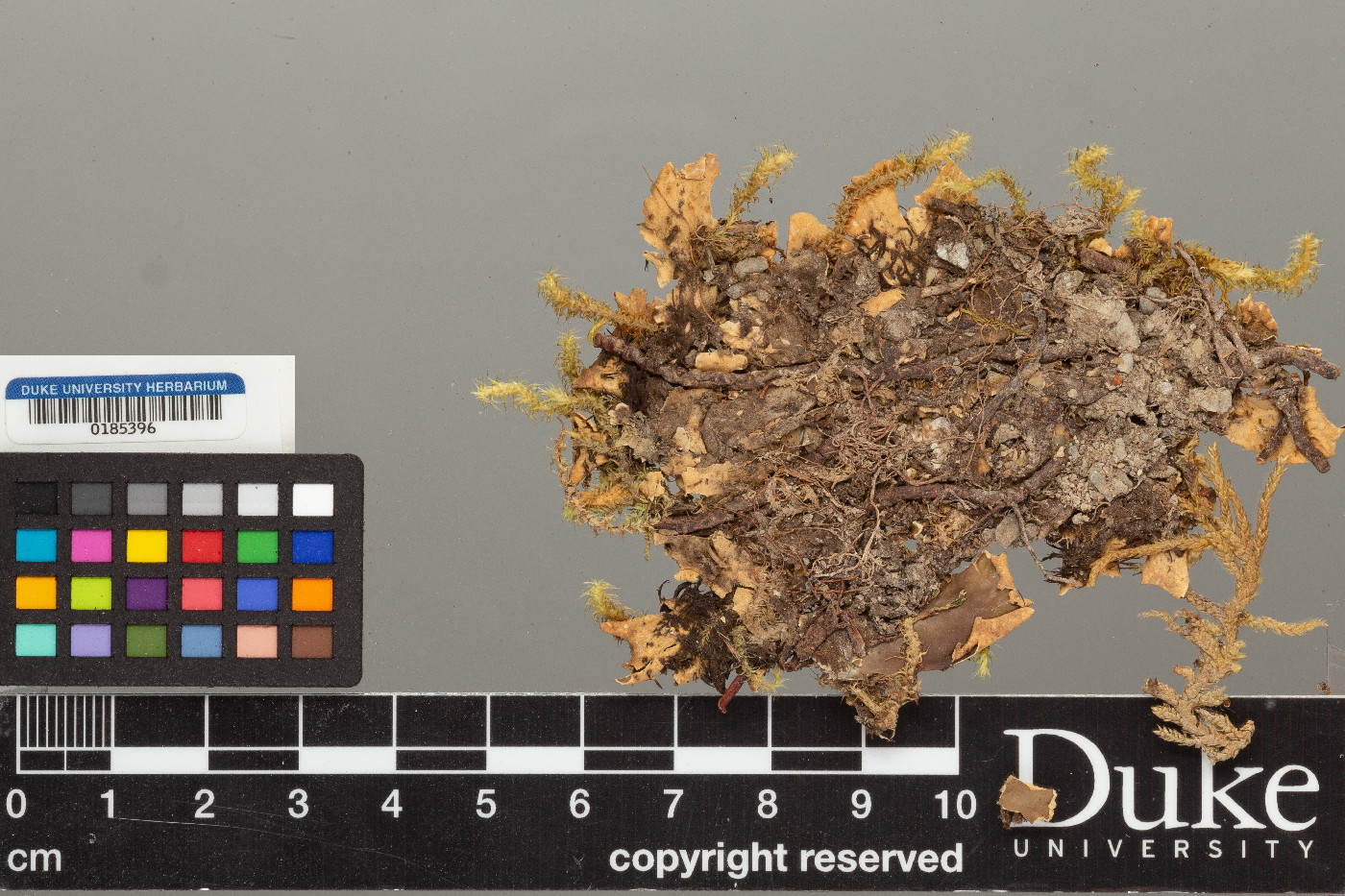 Peltigera hymenina image