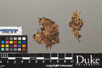 Peltigera kristinssonii image