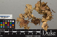 Peltigera leucophlebia image