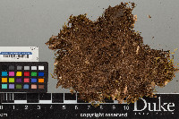 Peltigera leucophlebia image