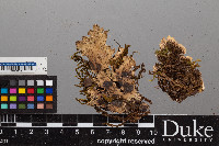 Peltigera leucophlebia image