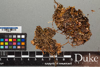 Peltigera malacea image