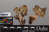 Peltigera malacea image