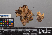 Peltigera polydactylon image