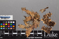 Peltigera polydactylon image