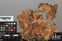 Peltigera praetextata image