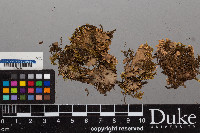 Peltigera rufescens image