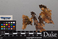 Peltigera scabrosa image