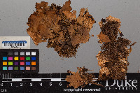 Peltigera scabrosa image