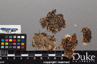 Peltigera praetextata image