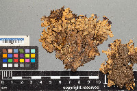 Peltigera canina image