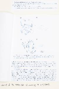 Xanthoria mediterranea image