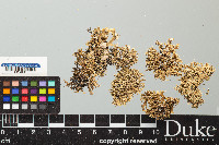 Ramalina denticulata image