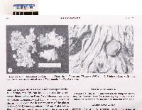 Ramalina unifolia image