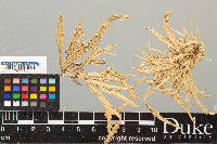 Ramalina celastri image