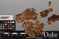 Peltigera malacea image