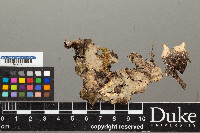 Peltigera horizontalis image