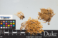 Ramalina subdecipiens image