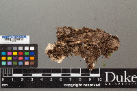 Peltigera dolichorrhiza image