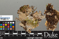 Peltigera neopolydactyla image