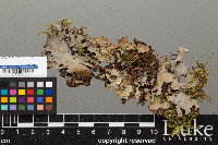 Peltigera neopolydactyla image