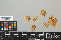 Ramalina farinacea image