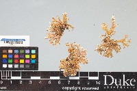 Ramalina pollinaria image