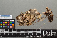 Image of Peltigera frigida