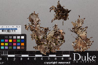 Peltigera pruinosa image